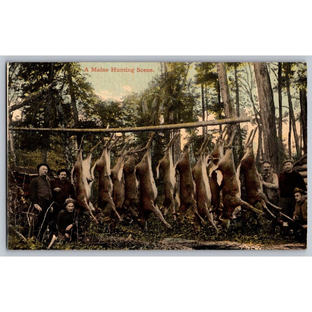 Vintage "A Maine Hunting Scene" Postcard By Leighton & Valentine Co. #1691